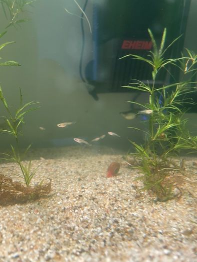 Guppy Fries