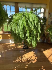 boston Fern