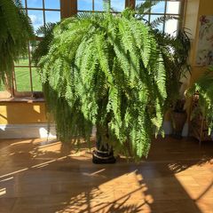 boston Fern