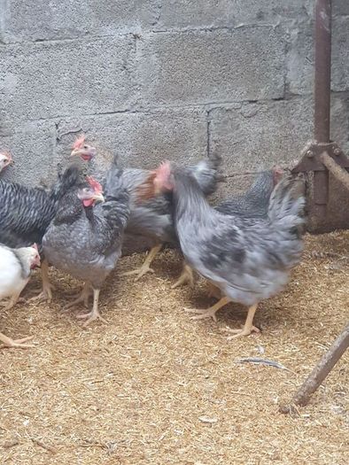 Point of lay pullets/hens