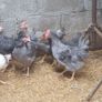 poultry, pullets, Hens, Image 8