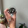 String of Hearts (Variegated) Image 5
