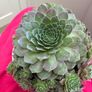 plant Image 3