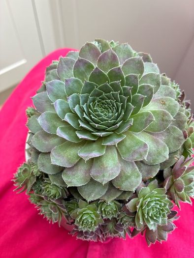 plant