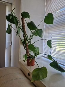 Young Monstera