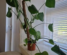 Young Monstera