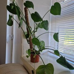 Young Monstera
