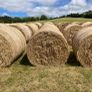 June hay Image 2