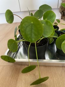 Pilea peperomioides, the Chinese money plant