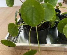 Pilea peperomioides, the Chinese money plant