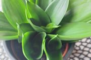 Sansevieria Hahnii with offsets in cute pot