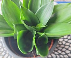 Sansevieria Hahnii with offsets in cute pot