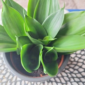 Sansevieria Hahnii with offsets in cute pot