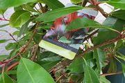 Photinia Fraserii Red Robin