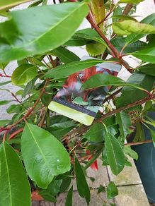 Photinia Fraserii Red Robin