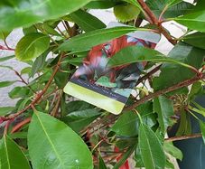 Photinia Fraserii Red Robin