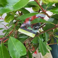 Photinia Fraserii Red Robin