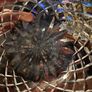 waterford crystal Image 5