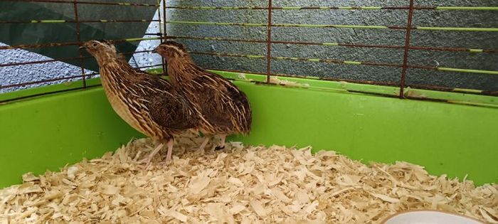 quail