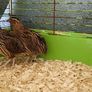quail Image 2