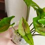 Syngonium Brown Lava rooted plant Image 6