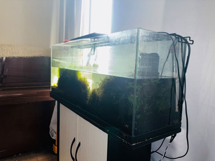 fish tank aquarium