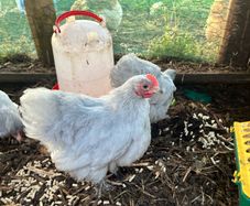 Lavender Pekins/Various Breeds