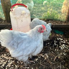 Lavender Pekins/Various Breeds