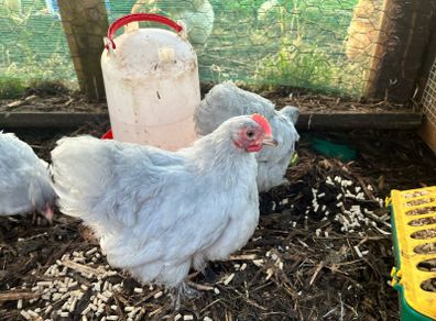 Lavender Pekins/Various Breeds