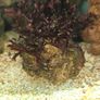 coral Image 3