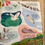 Usborne flap books Image 4