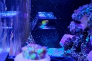 Wrasses Hotel/Cave for Bare Bottom Reef Tank