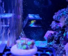Wrasses Hotel/Cave for Bare Bottom Reef Tank