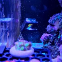 Wrasses Hotel/Cave for Bare Bottom Reef Tank