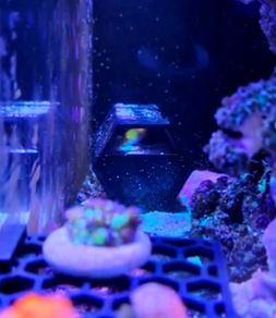 Wrasses Hotel/Cave for Bare Bottom Reef Tank