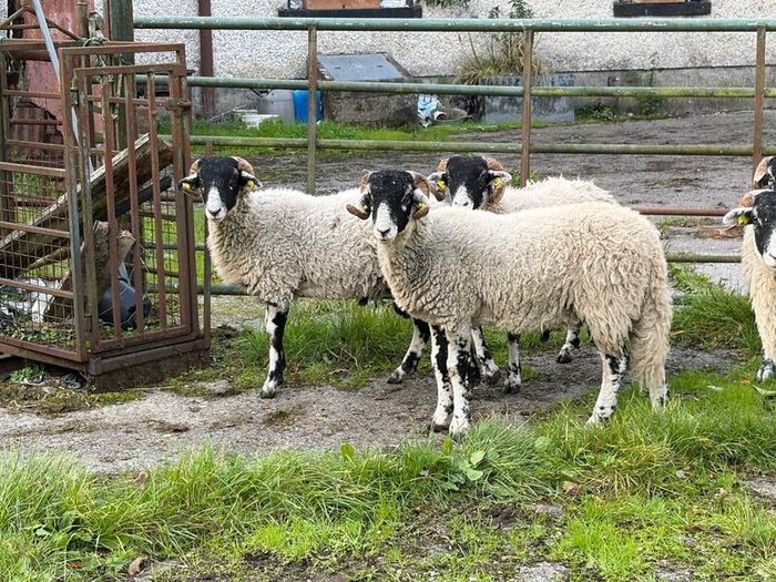 Swaledale Rams all SIS for Sale