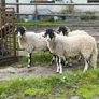 Swaledale Rams all SIS for Sale Image 2