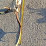 Fallow deer head Image 5
