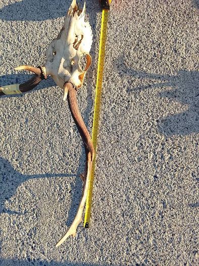 Fallow deer head