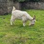 Goat Image 2