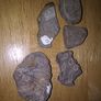 fossils - potentially hundreds of millions of years old Image 6