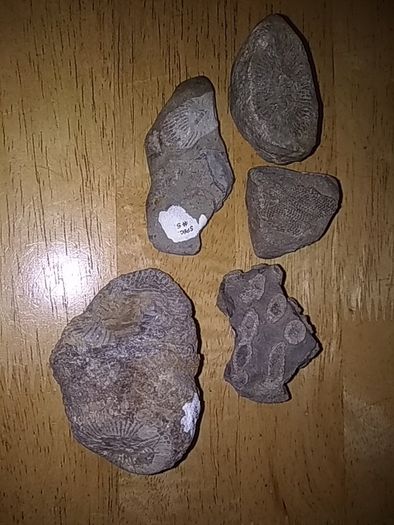 fossils - potentially hundreds of millions of years old