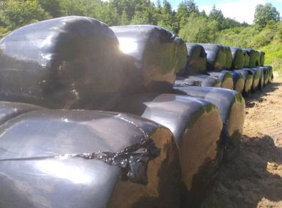 70 Silage bales