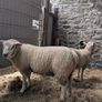 2 Ram Lambs Image 3