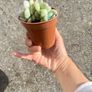 plant Image 3