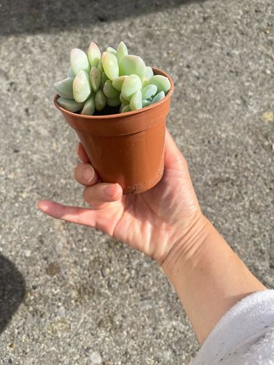 plant