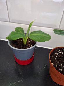 Banana plant