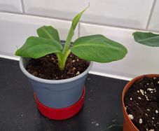 Banana plant
