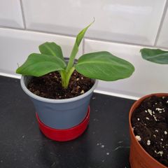 Banana plant