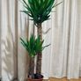 Yucca in 24cm pot and 140cm in height Image 2